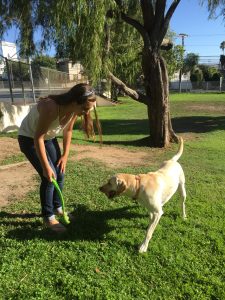 Lets Play Fetch